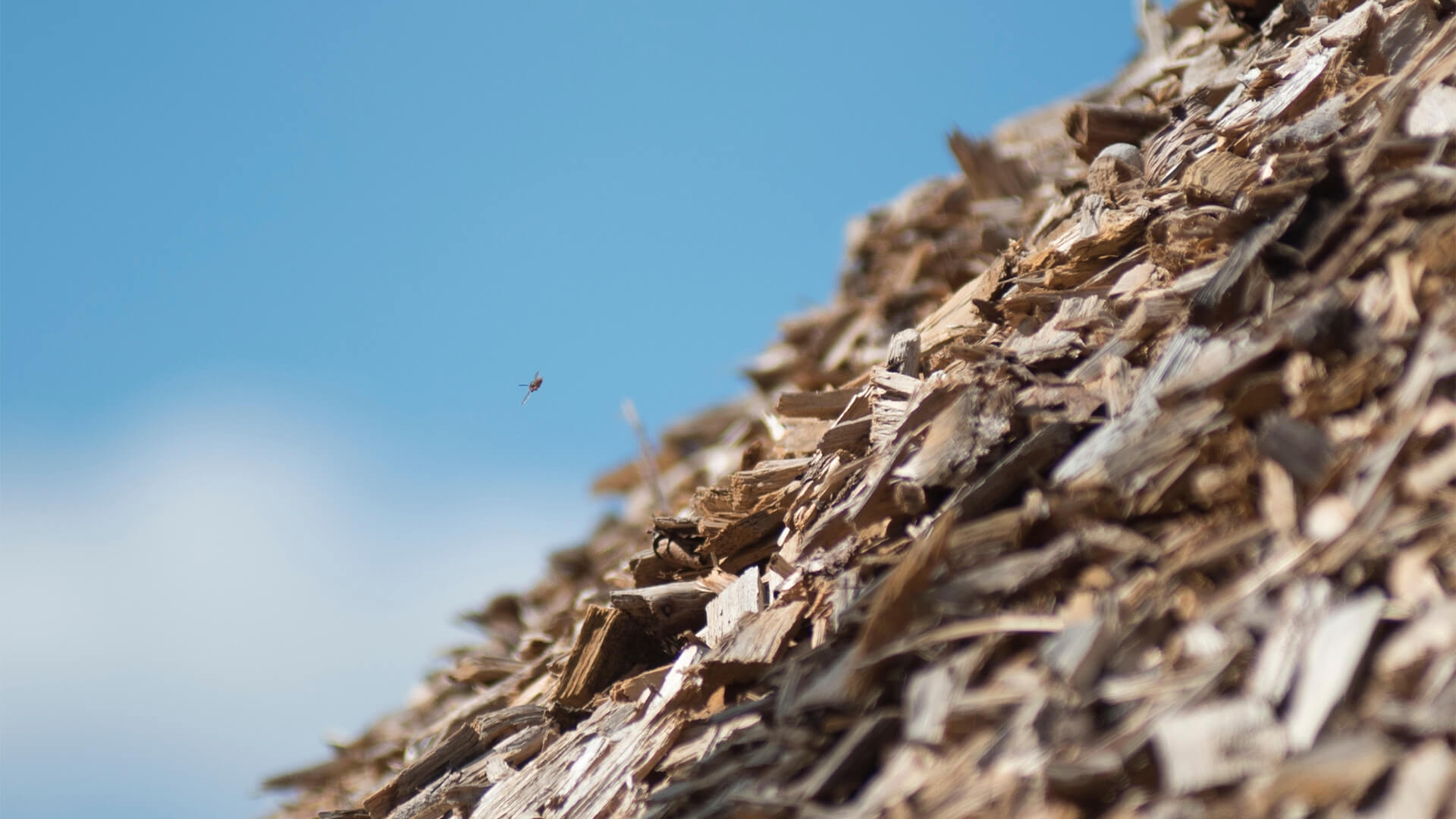The Silent Hero Against Climate Crisis: Biomass Energy