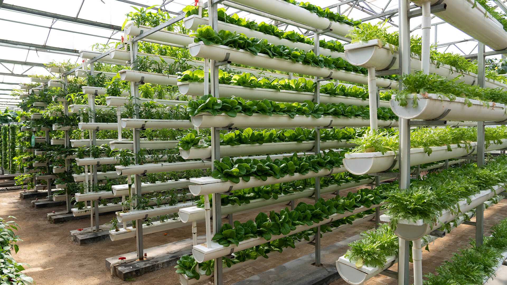 hydroponics-what-you-need-to-know