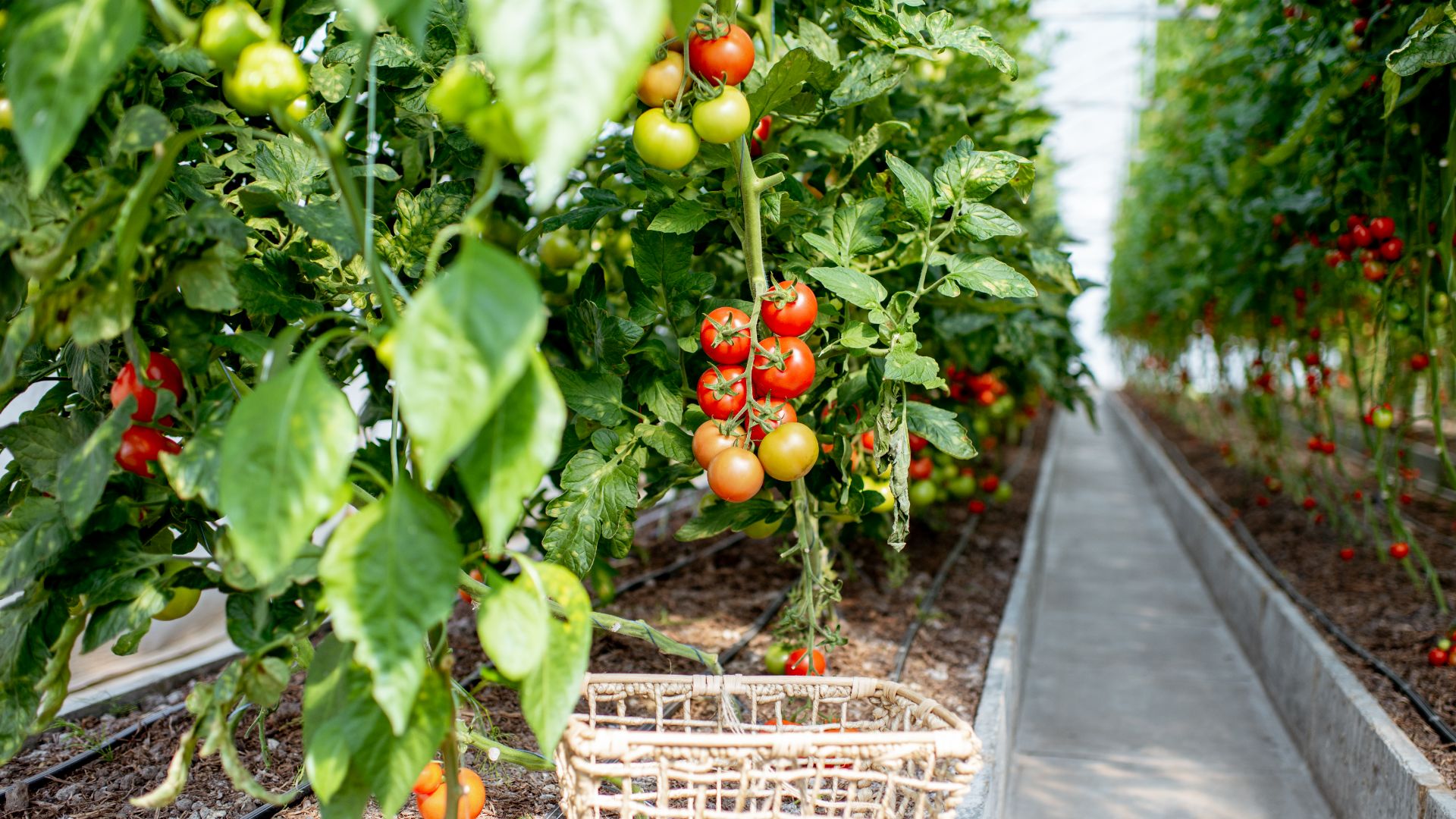 Premières plantations de plants de tomates sous activité de culture sous serre.